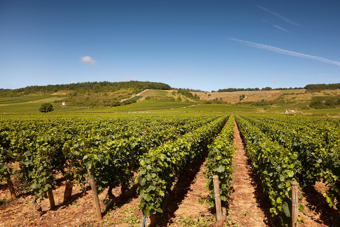 Chanevarie vineyard - Givry village