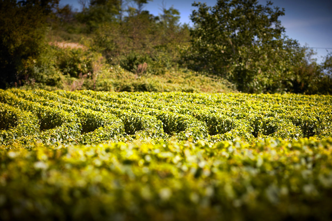 Servoisine vineyard - Givry Premier Cru